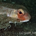 gurnard_helmut_kbrtk3_h_0009_sul1616.jpg